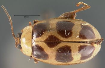 Media type: image; Entomology 19129   Aspect: habitus dorsal view